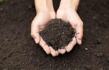 A person holding a scoop of soil in hands.